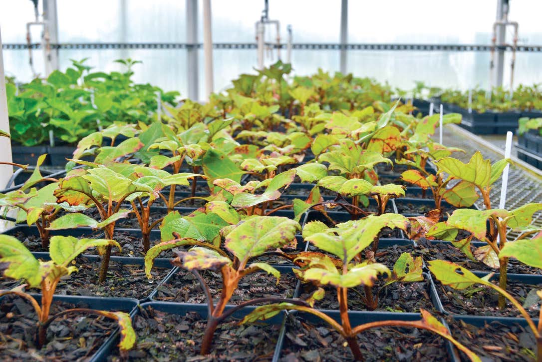 Nursery Capital Of The World McMinnville Tenn The Municipal   Plants 