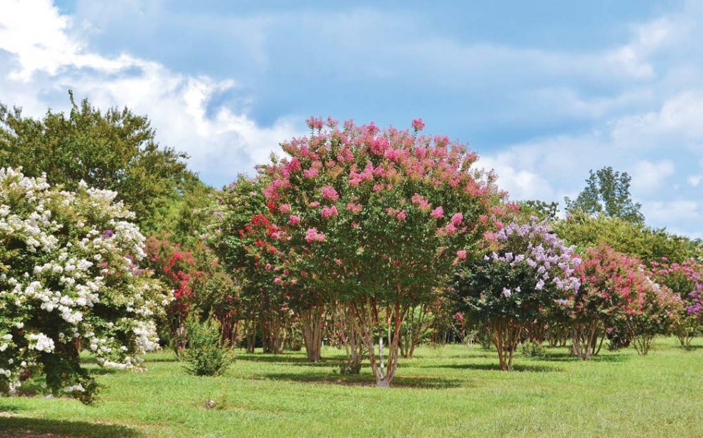 Nursery Capital Of The World McMinnville Tenn The Municipal   Shrubberies 1024x638 