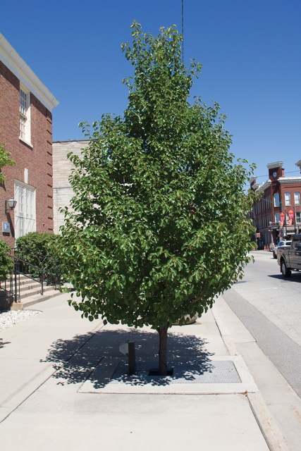 Meet the hardest working tree on the street - The Municipal