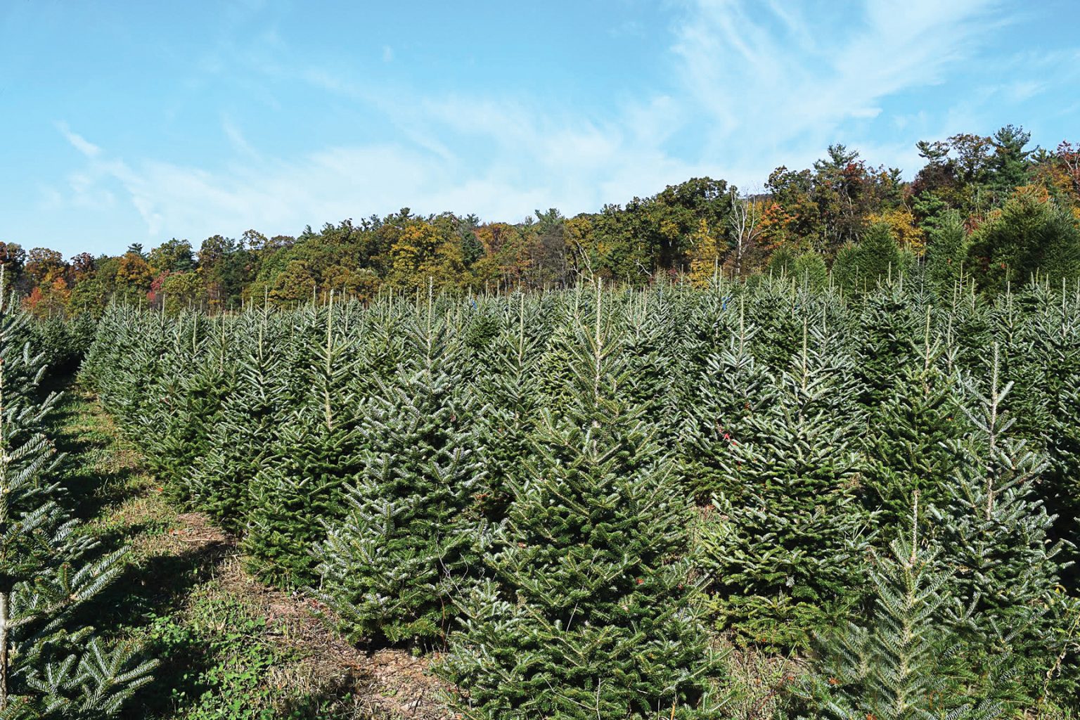 Towns get creative to give Christmas trees second life